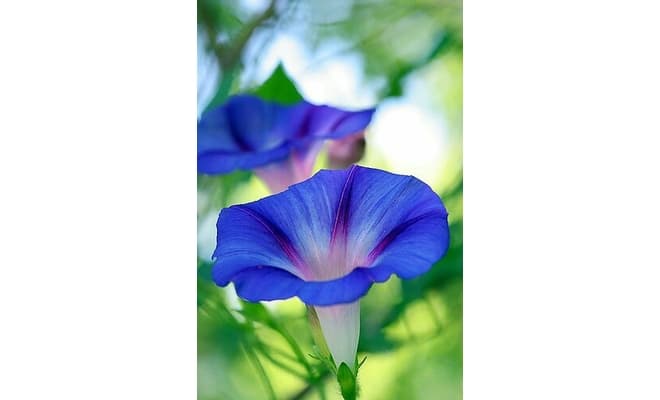 Tropical Flowers Workshop